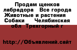 Продам щенков лабрадора - Все города Животные и растения » Собаки   . Челябинская обл.,Трехгорный г.